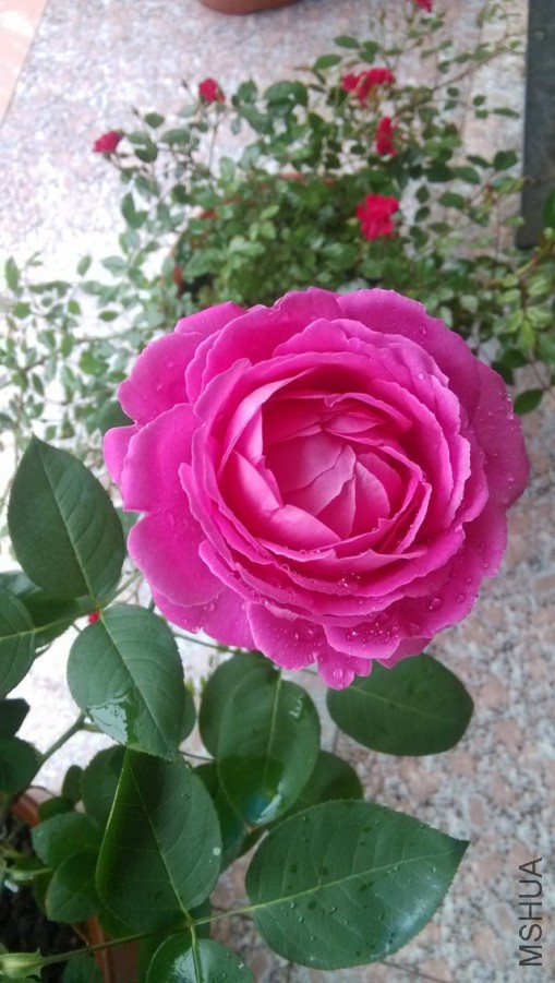 psb (13).jpg