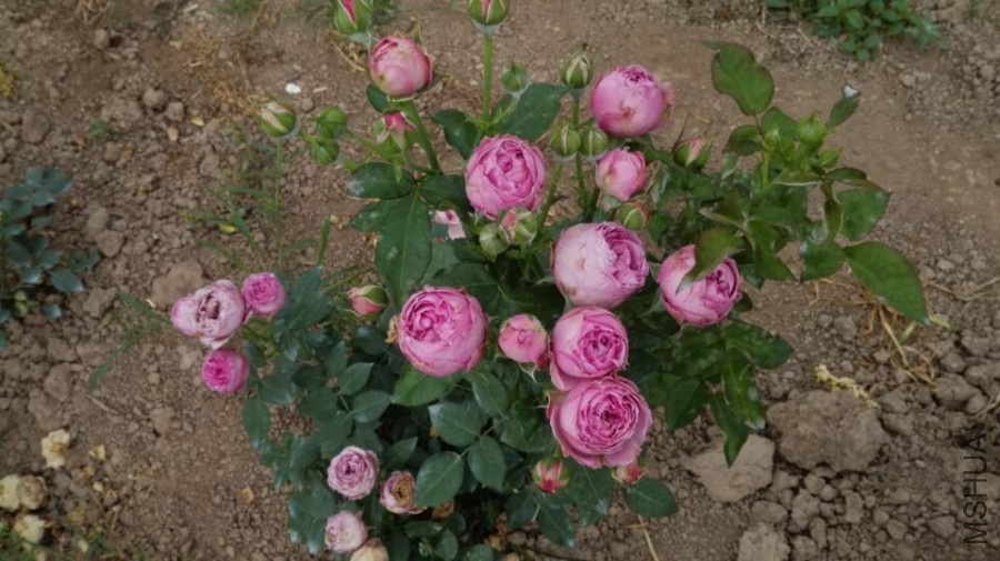 ��������.jpg
