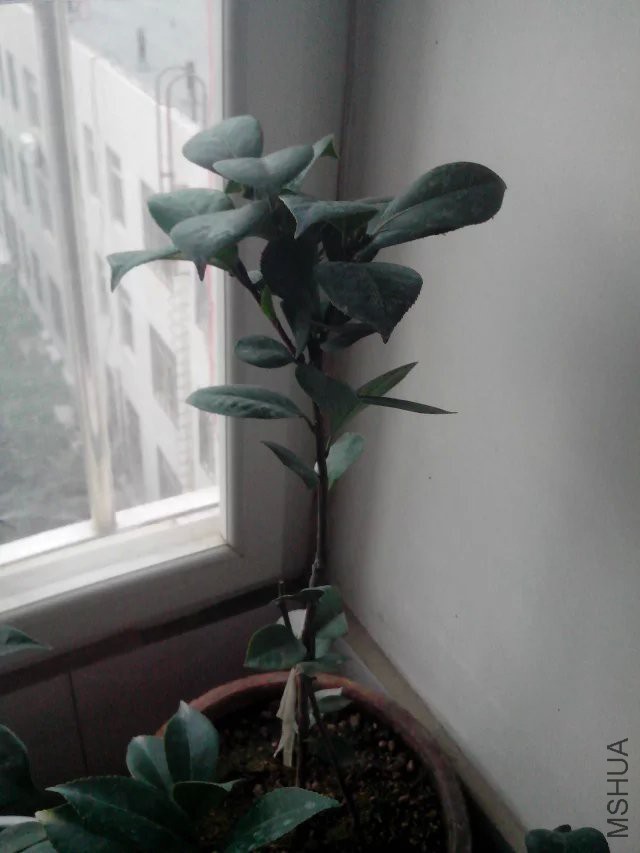 ����Ǹ��������þ���Ӧ�Ǽٵģ�