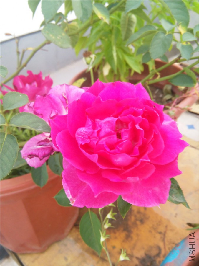 IMG_20150929_172340.jpg