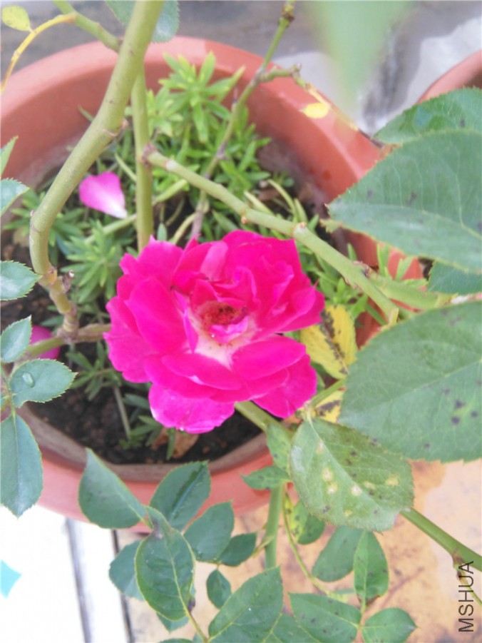 IMG_20150929_172356.jpg