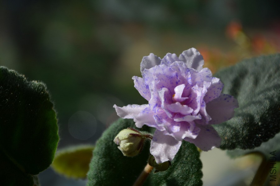 DSC_3490.jpg
