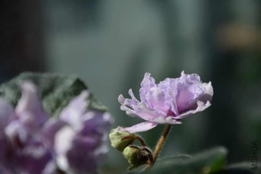 DSC_3491.jpg