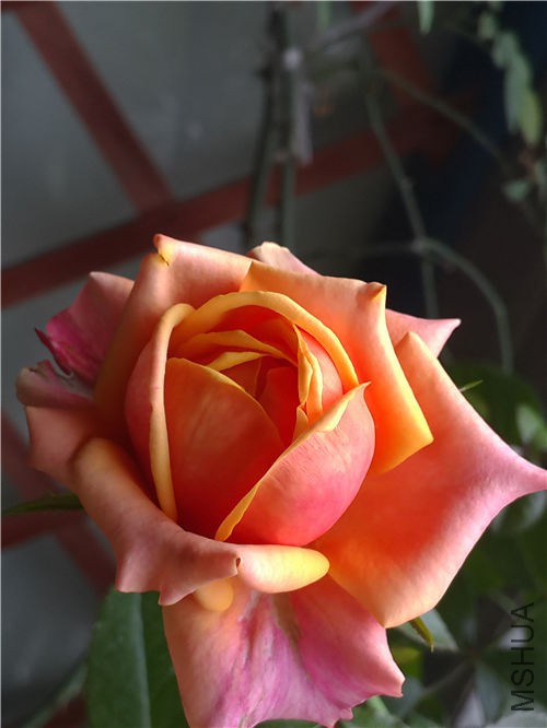 �������û����׼�����������������ɰ��ġ�ӣ�Ұ����ز���