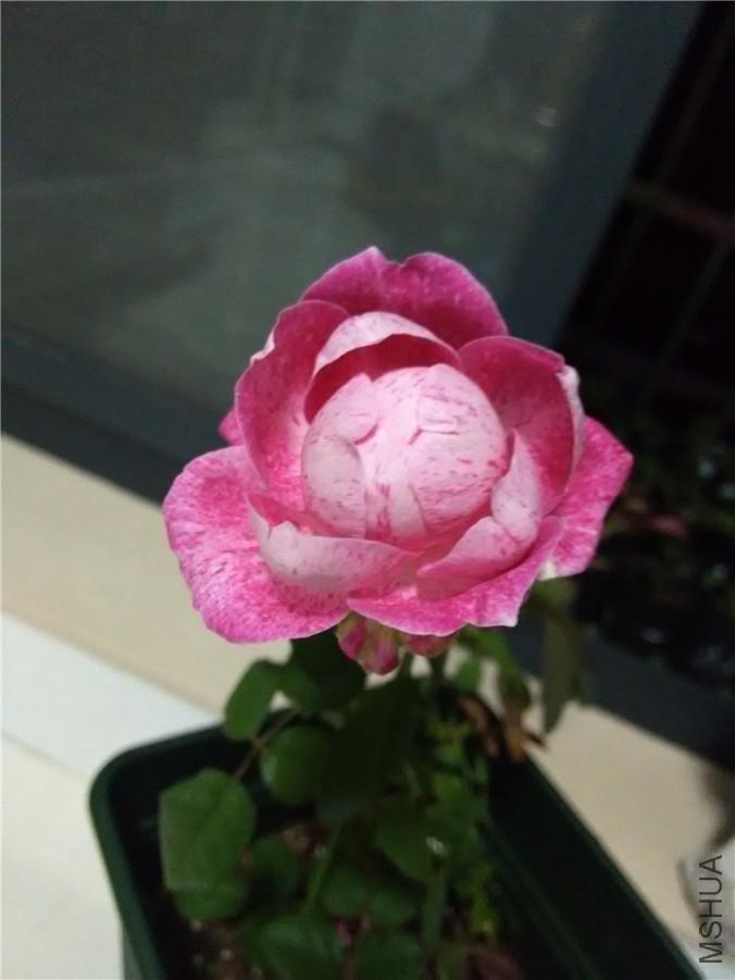 ѩ����ţ����