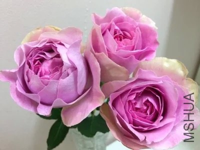 ��ܽ�������..jpg
