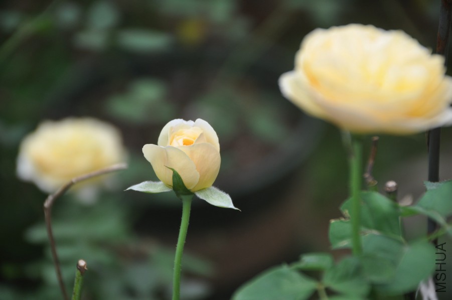 DSC_1978.JPG