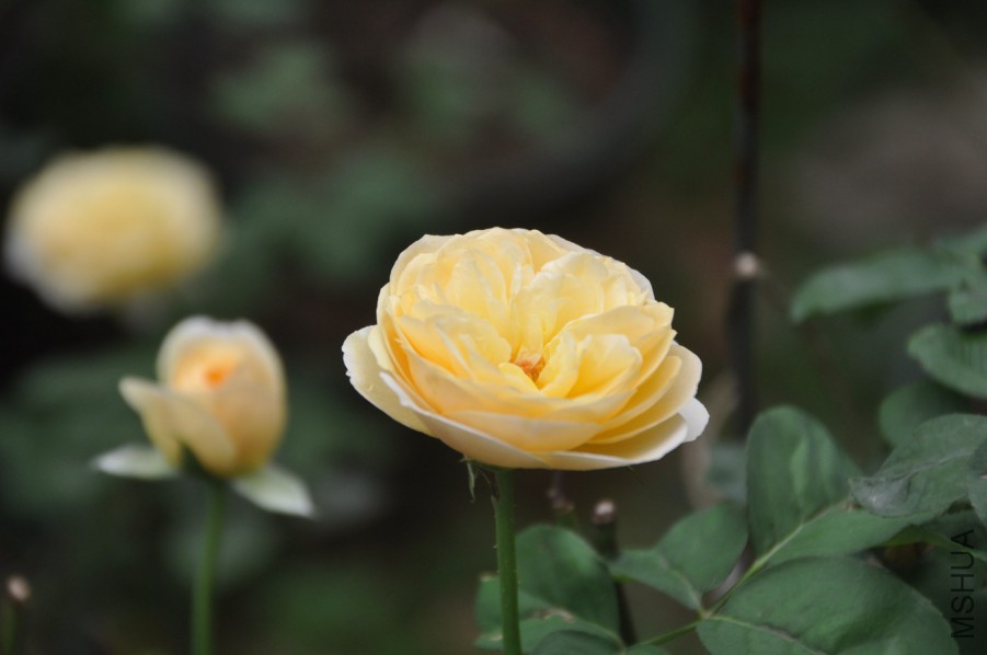 DSC_1981.JPG