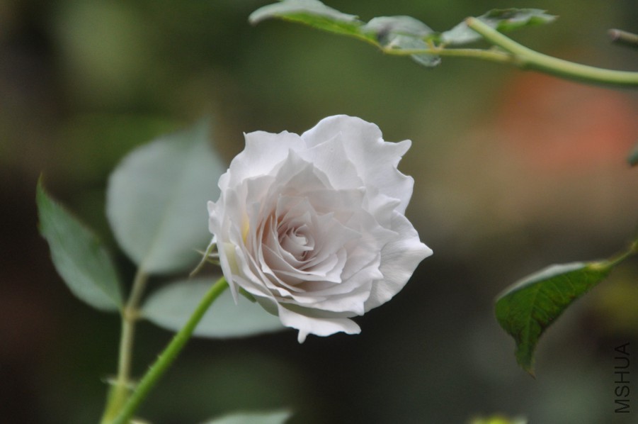 DSC_1986.JPG
