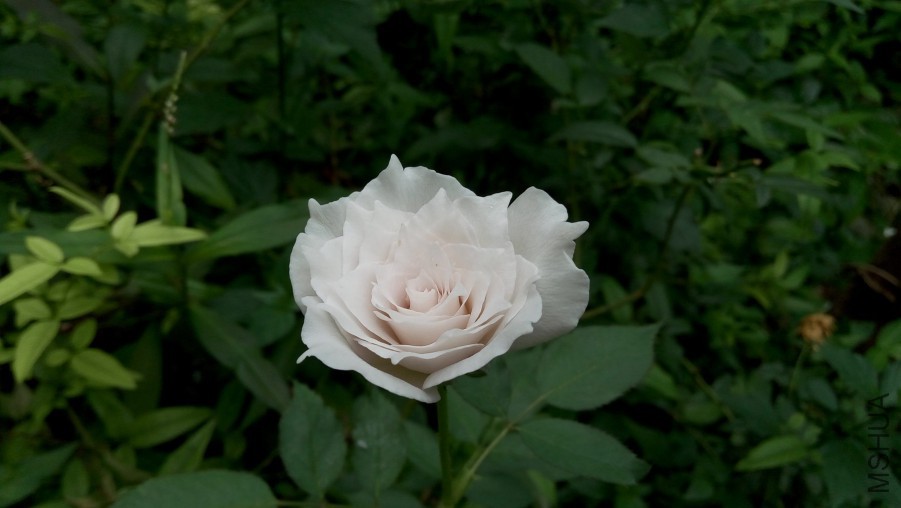 P51001-115816.jpg