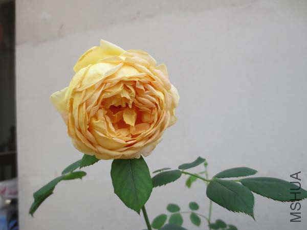IMG_2355.jpg