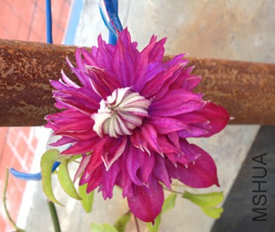 ��ħ ����