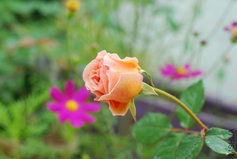 DSC_0911.jpg