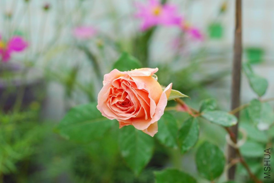 DSC_0914.jpg