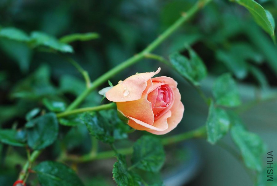 DSC_1281.jpg