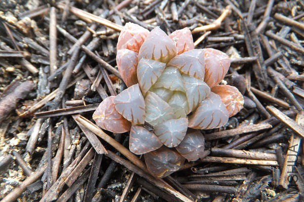 DSCF3787.JPG