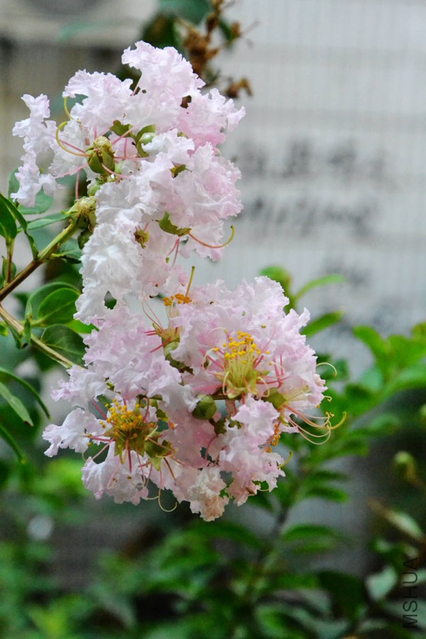 DSC_0502_����.jpg