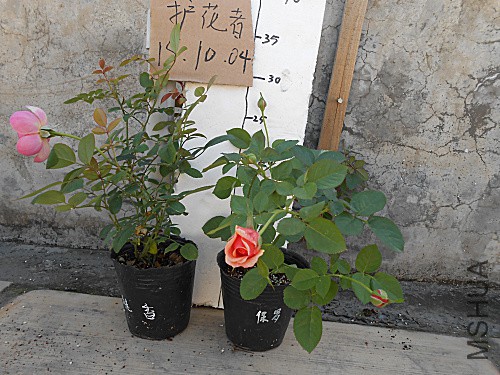 DSCN3321.jpg