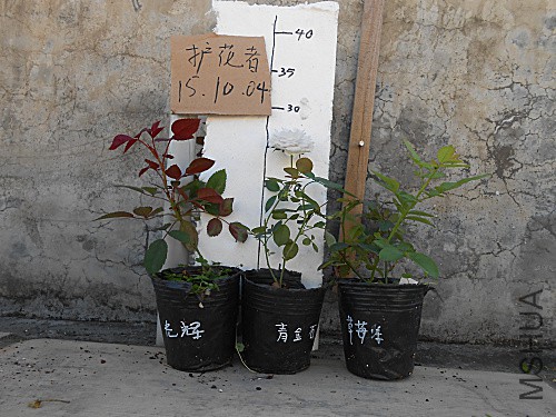 DSCN3322.jpg