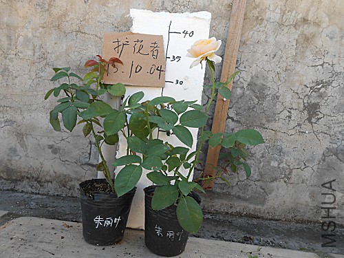 DSCN3325.jpg