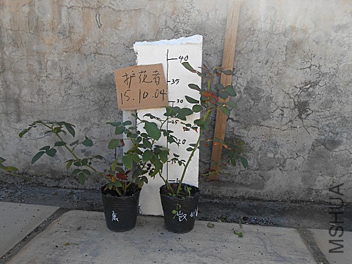DSCN3328.jpg