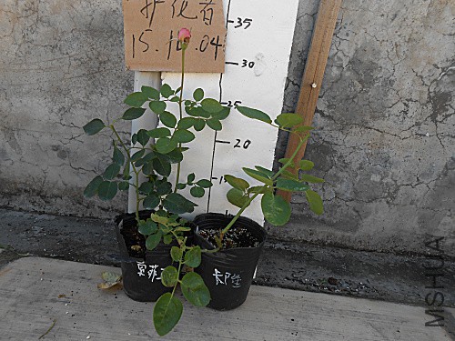 DSCN3330.jpg