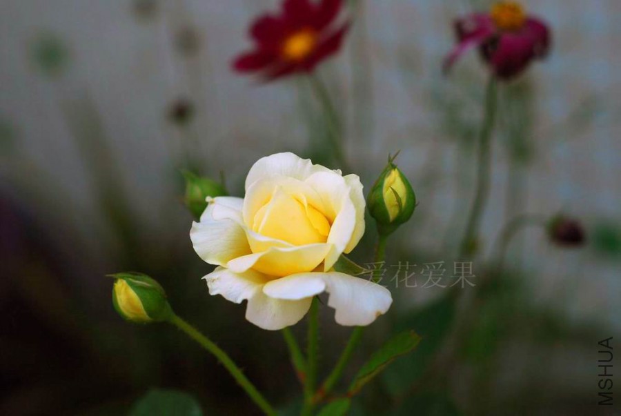 DSC_1557.jpg