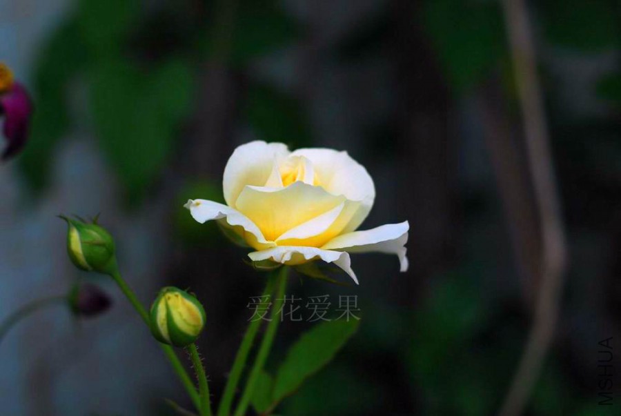 DSC_1558.jpg