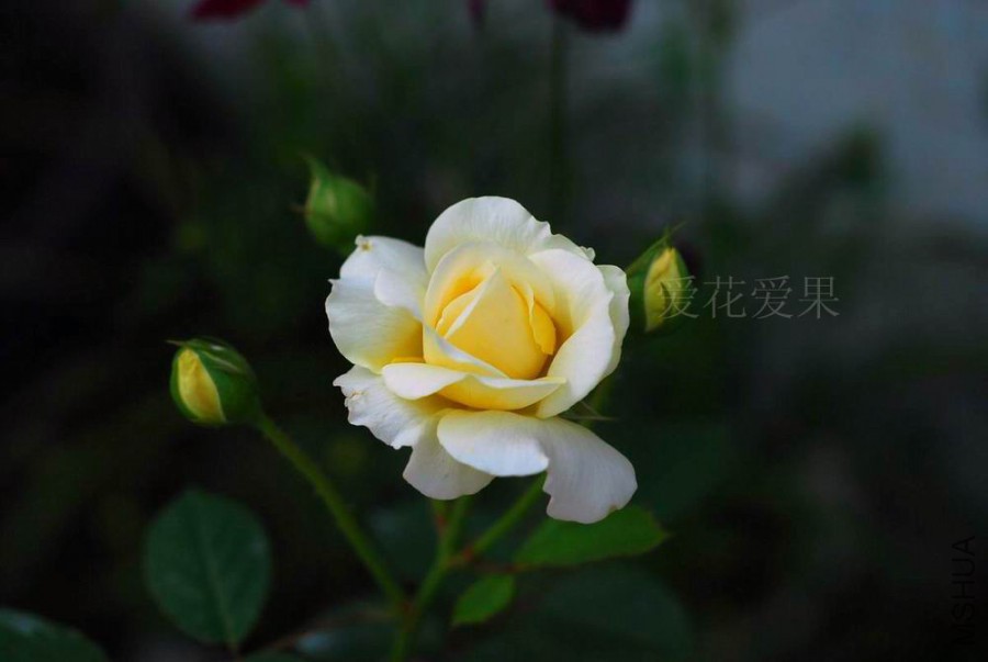 DSC_1559.jpg
