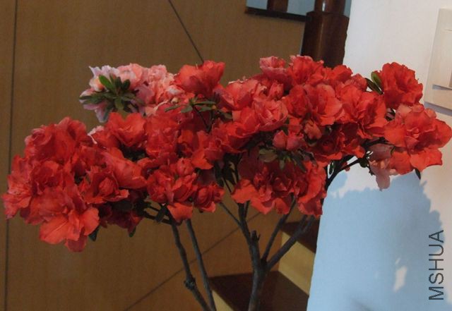DSCF5608.JPG