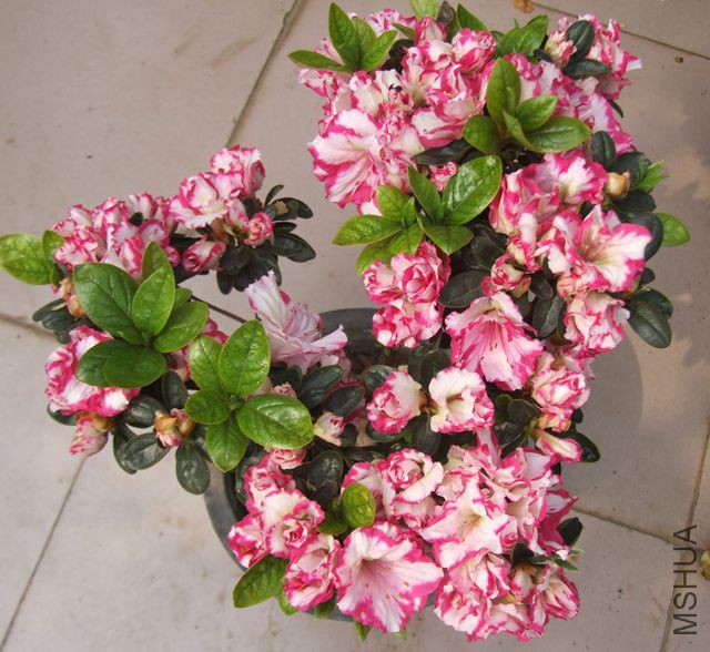 DSCF7115.JPG