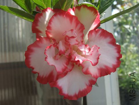 DSCF7040.JPG