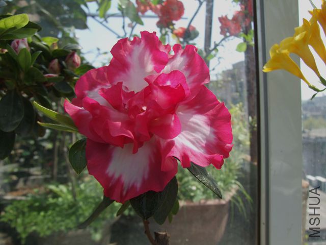 DSCF7044.JPG