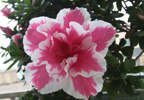DSCF9627.JPG