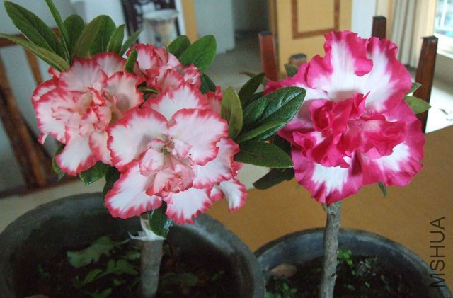 DSCF7121.JPG