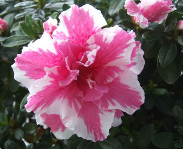 DSCF9633.JPG
