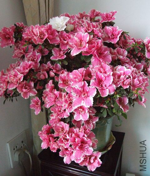 DSCF9652.JPG