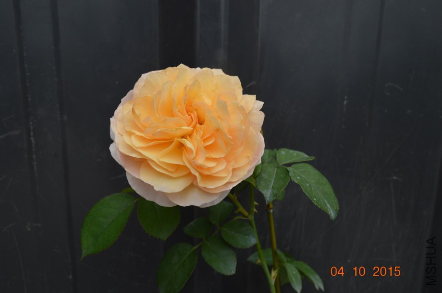 DSC_0188.JPG