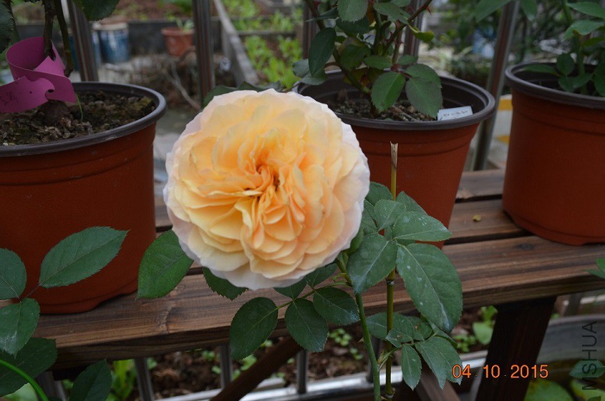 DSC_0181.JPG