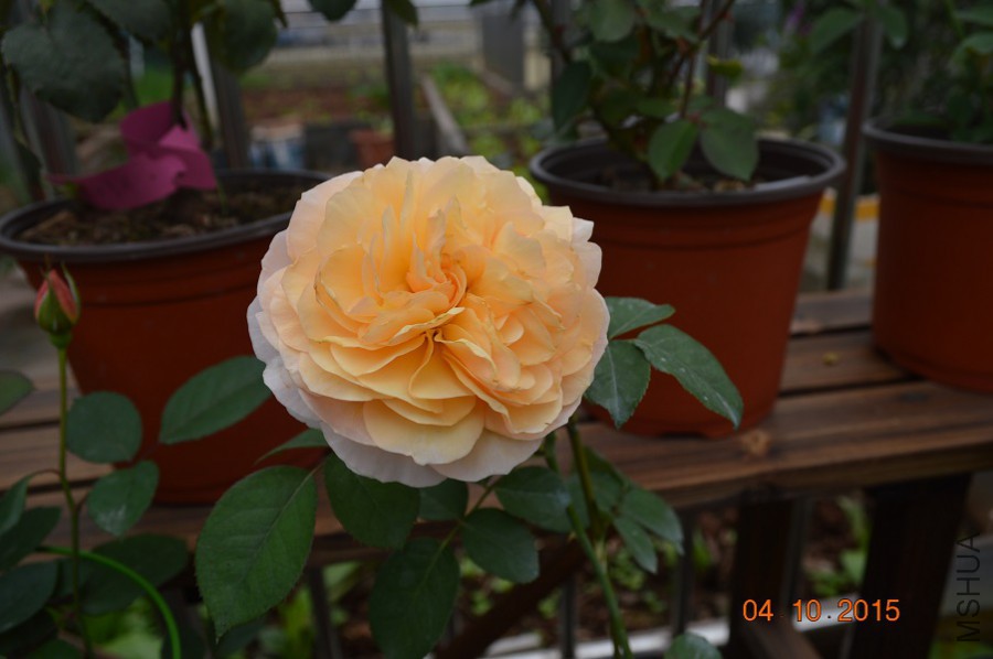 DSC_0198.JPG