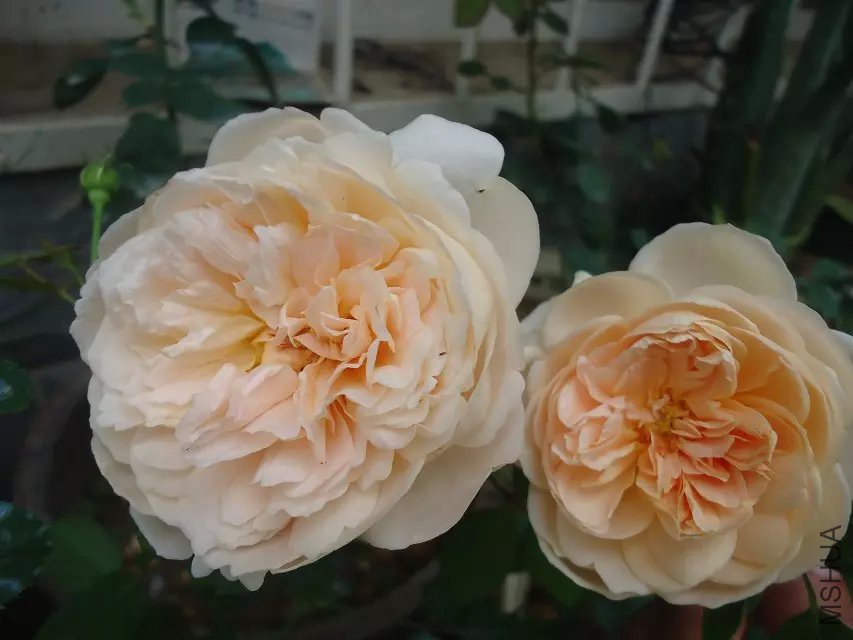 psb (9).jpg
