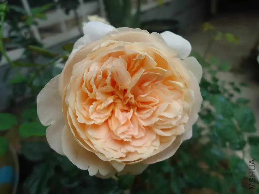 psb (13).jpg