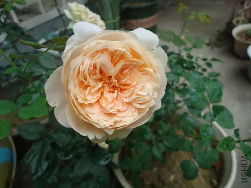 psb (12).jpg