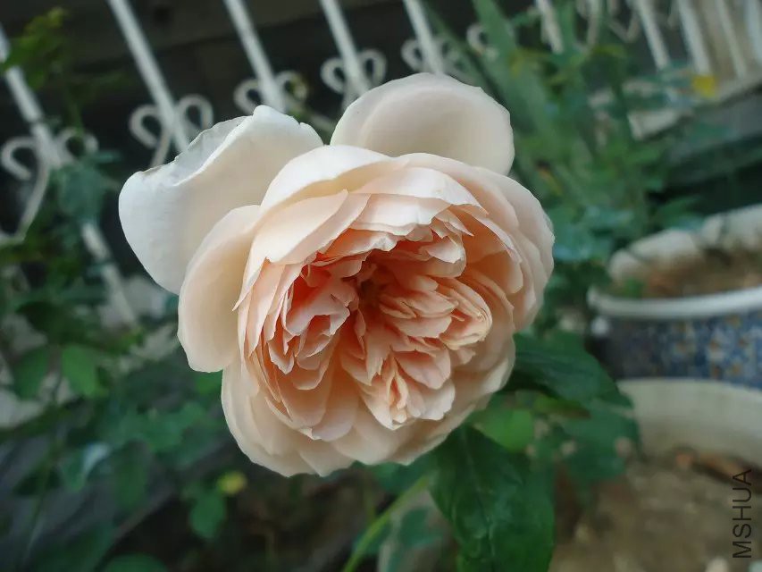 psb (11).jpg