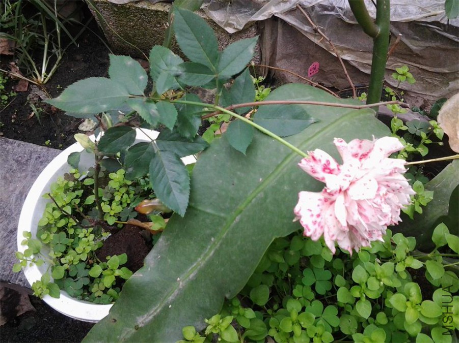 20151004_0052g.jpg