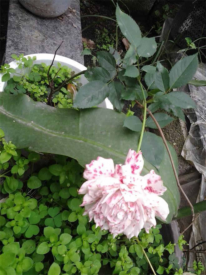 20151004_0022g.jpg
