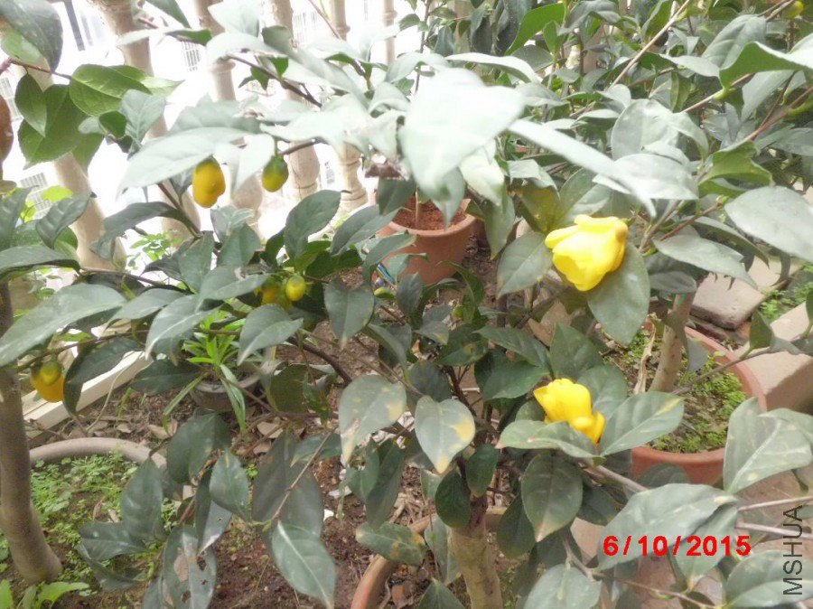CIMG6773.JPG