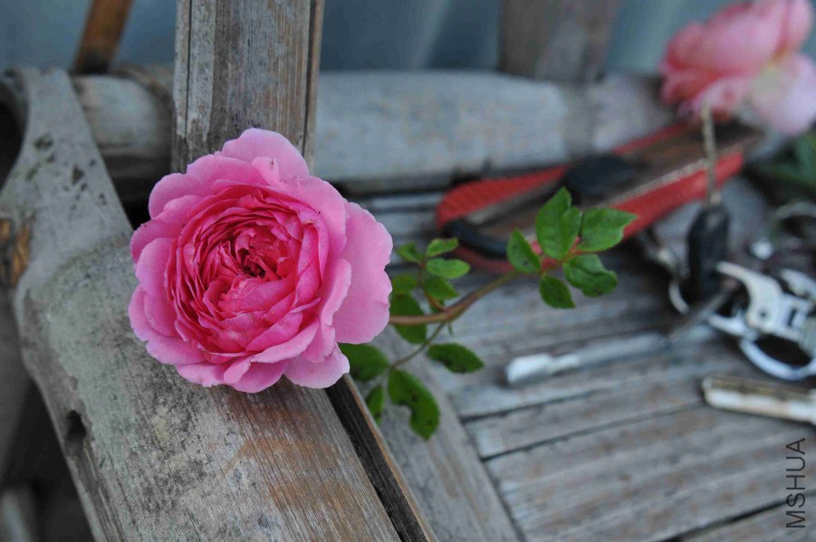 DSC_9560_����.jpg