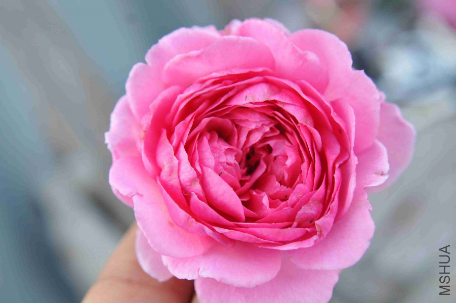DSC_9565_����.jpg
