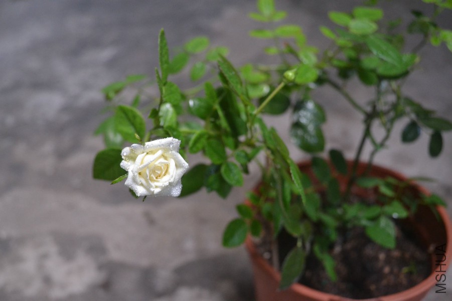 DSC_1492.JPG